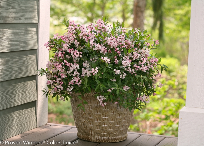 Deutzia - Deutzia x 'Yuki Cherry Blossom' from The Flower Spot Deutzia - Deutzia x 'Yuki Cherry Blossom' from The Flower Spot