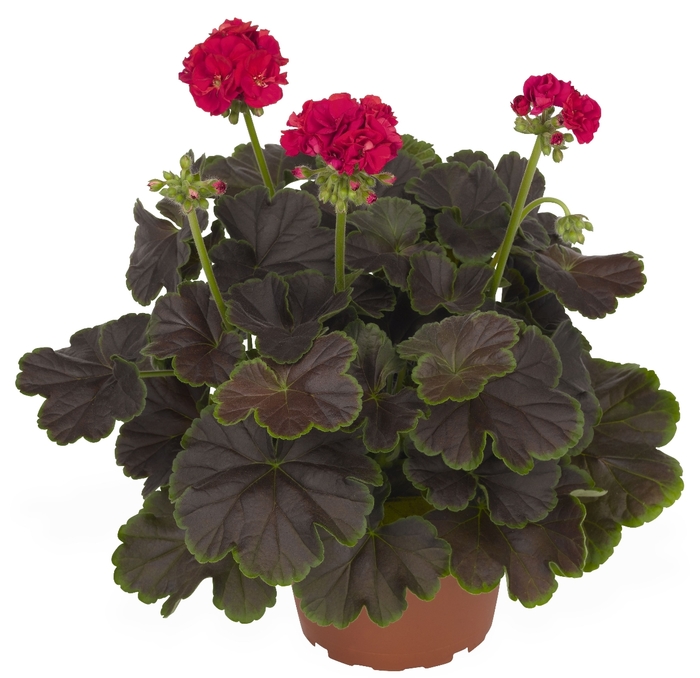 Geranium 'Brocade Cherry Night' - Pelargonium hortorum from The Flower Spot Geranium 'Brocade Cherry Night' - Pelargonium hortorum from The Flower Spot