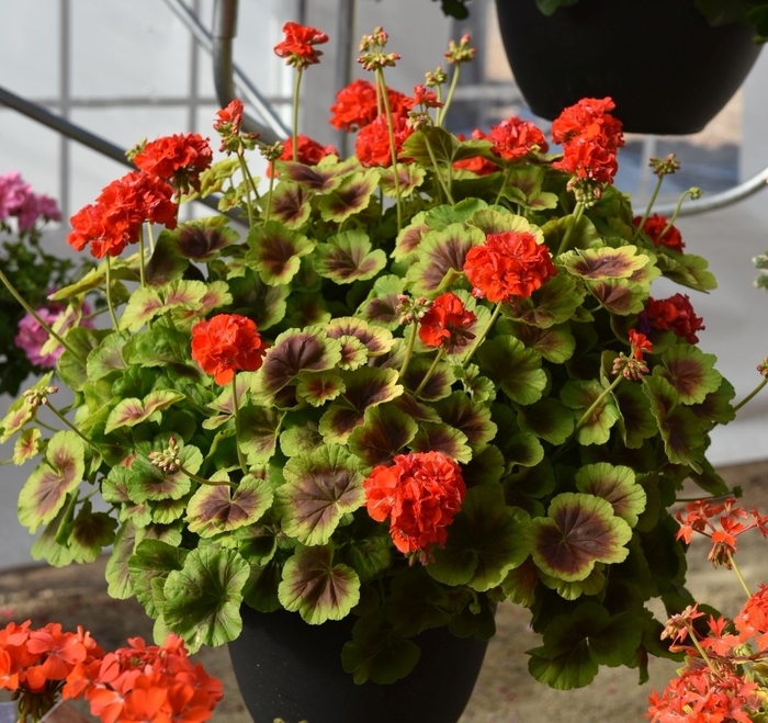 Geranium 'Brocade Fire' - Pelargonium hortorum from The Flower Spot Geranium 'Brocade Fire' - Pelargonium hortorum from The Flower Spot