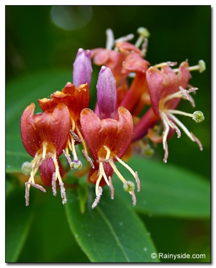 Honeysuckle Vine - Lonicera 'Henryi' from The Flower Spot