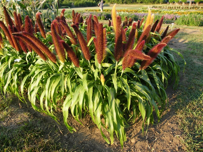 'Jade Princess' Millet - Milium effusum from The Flower Spot