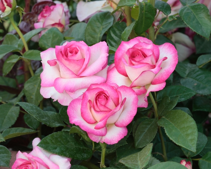 Rose 'Miss Congeniality' - Rosa from The Flower Spot