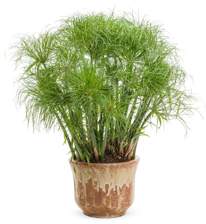 Graceful Grasses® Prince Tut™ - Cyperus papyrus from The Flower Spot Graceful Grasses® Prince Tut™ - Cyperus papyrus from The Flower Spot