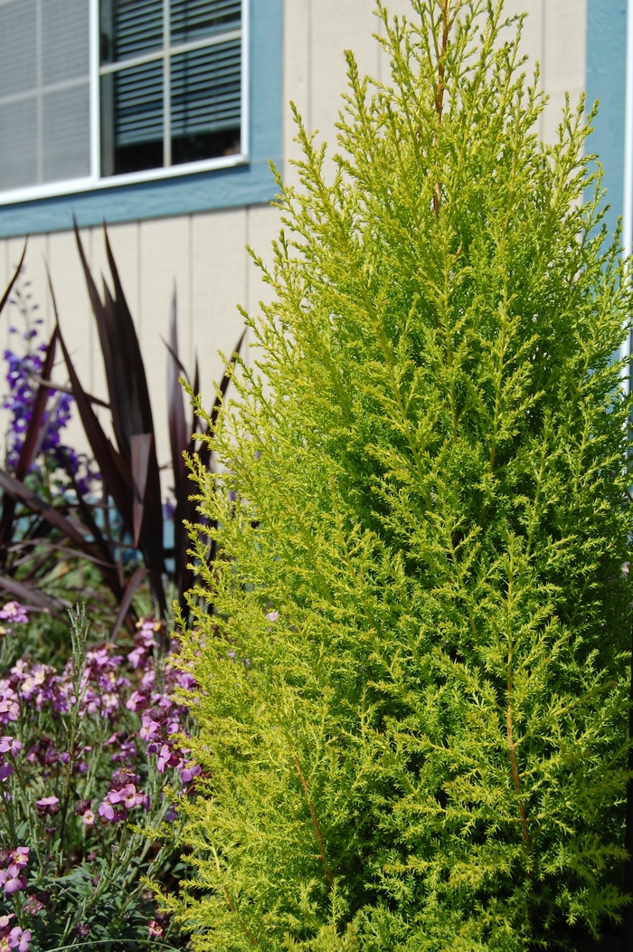 Lemon Cypress - Cupressus macrocarpa 'Wilma Goldcrest' (Monterey Cypress) from The Flower Spot