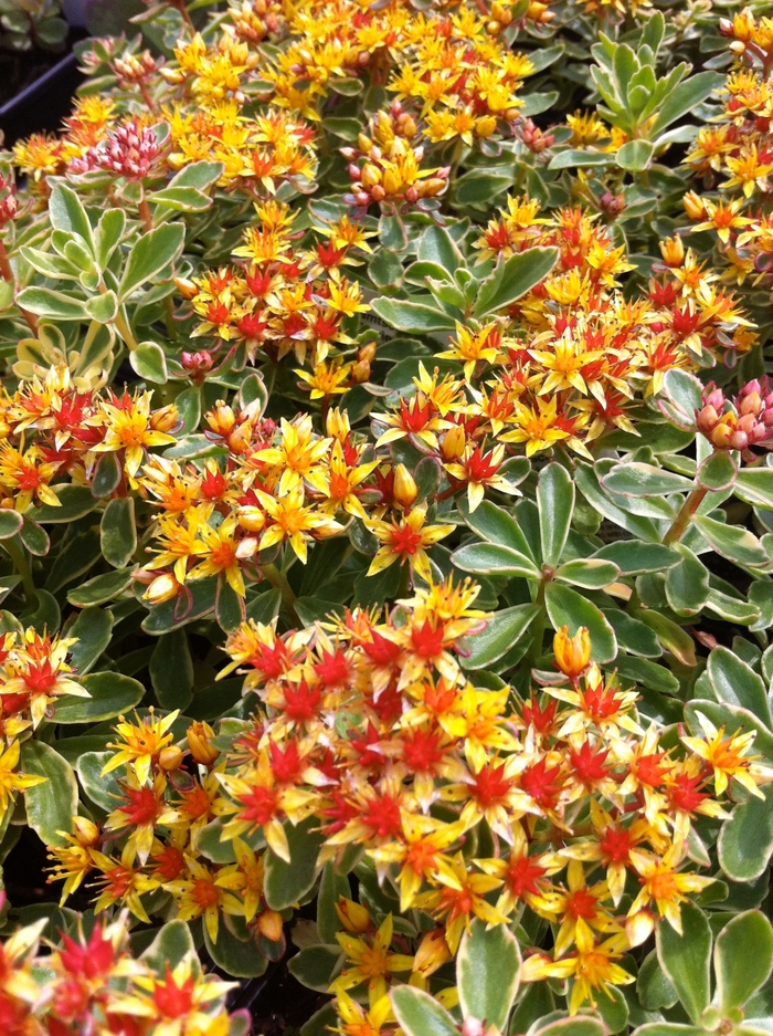Stonecrop 'Russian' - Sedum kamtschaticum f. variegatum from The Flower Spot