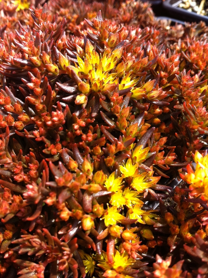 Stonecrop 'Chocolate Ball' - Sedum hakonense from The Flower Spot Stonecrop 'Chocolate Ball' - Sedum hakonense from The Flower Spot