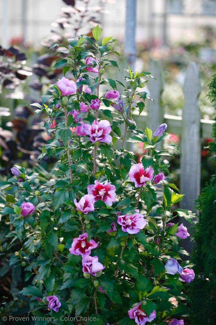 Rose of Sharon - Hibiscus syriacus 'Purple Pillar® from The Flower Spot Rose of Sharon - Hibiscus syriacus 'Purple Pillar® from The Flower Spot