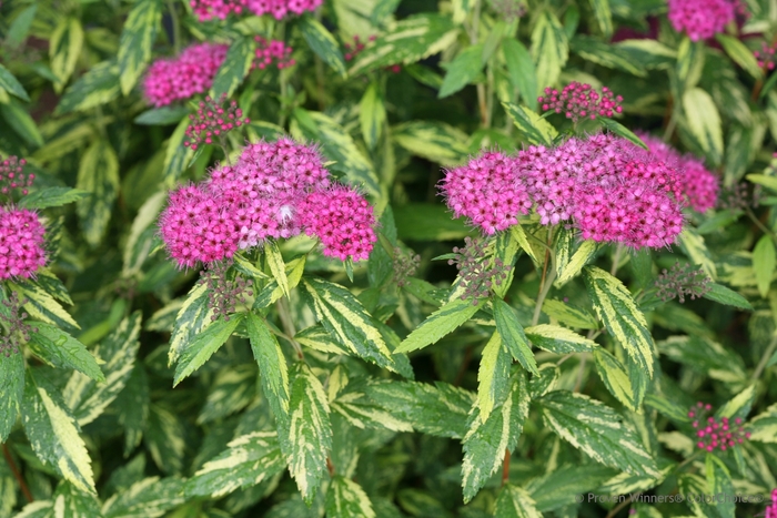 Double Play® - Spiraea japonica 'Painted Lady™' from The Flower Spot