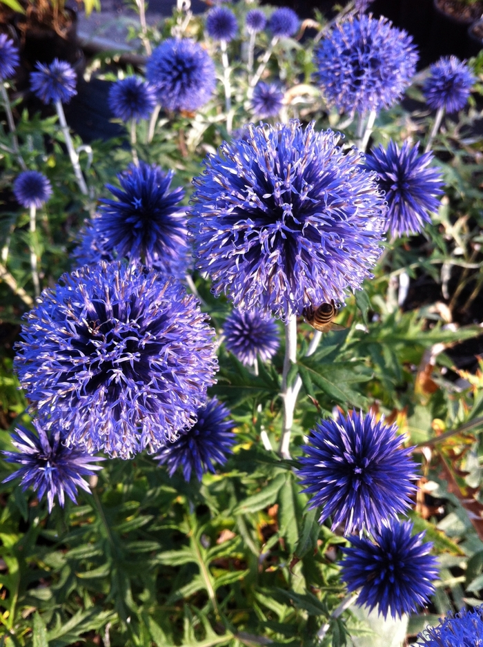 Globe Thistle - Echinops ritro from The Flower Spot