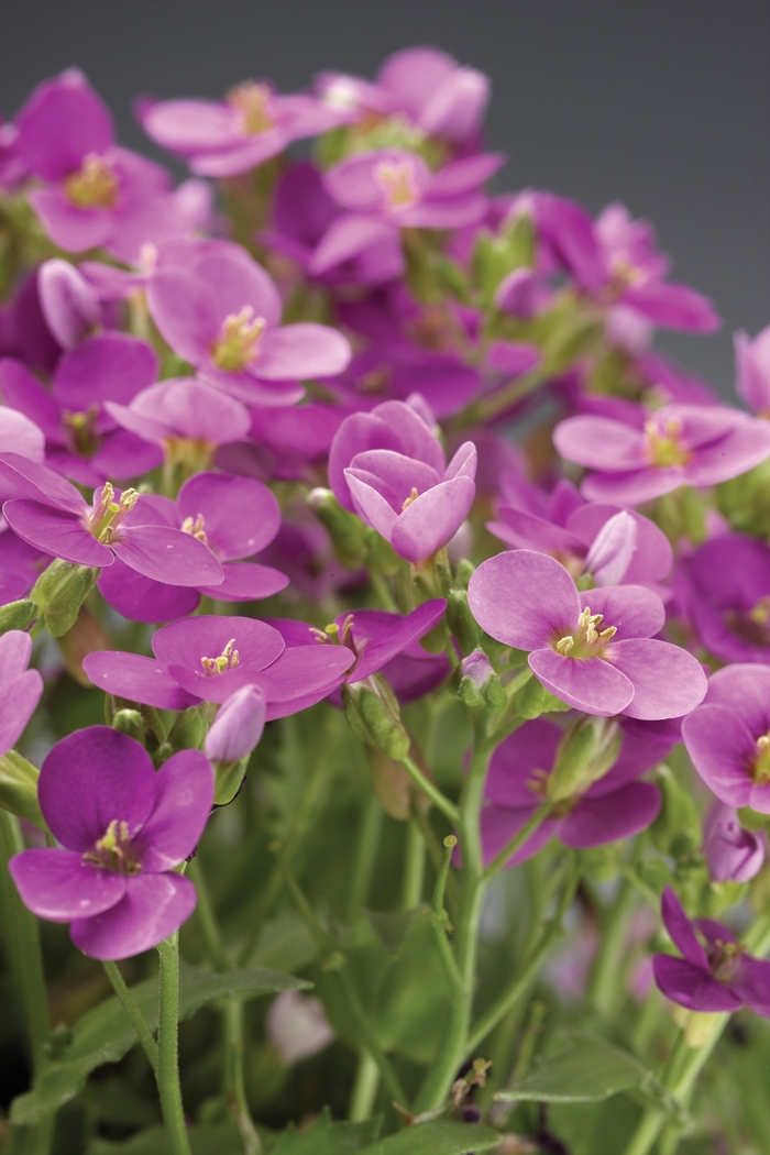 Rock Cress 'Little Treasure Series' - Arabis caucasica from The Flower Spot
