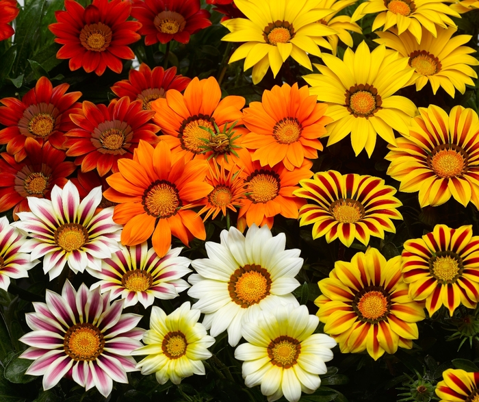 Gazania 'Big Kiss Mix' - Gazania rigens from The Flower Spot Gazania 'Big Kiss Mix' - Gazania rigens from The Flower Spot