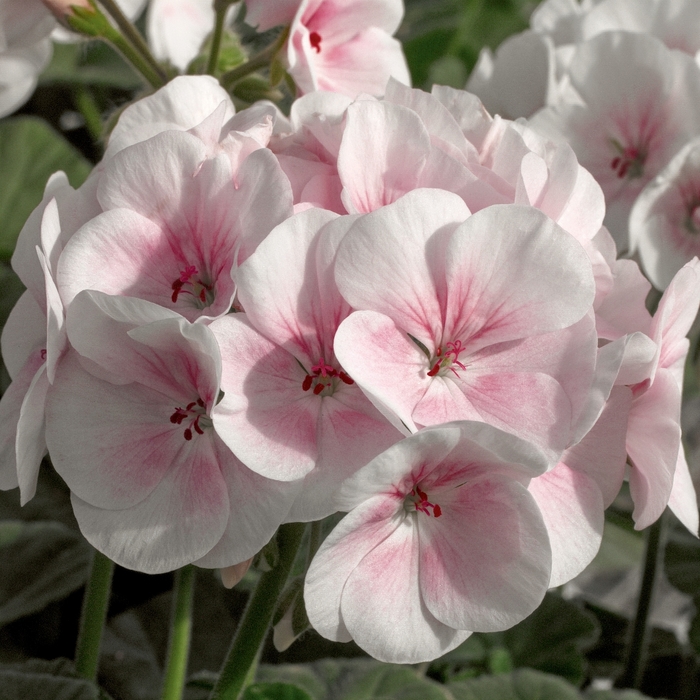 Geranium 'Maverick Appleblossom' - Seed Geranium from The Flower Spot Geranium 'Maverick Appleblossom' - Seed Geranium from The Flower Spot