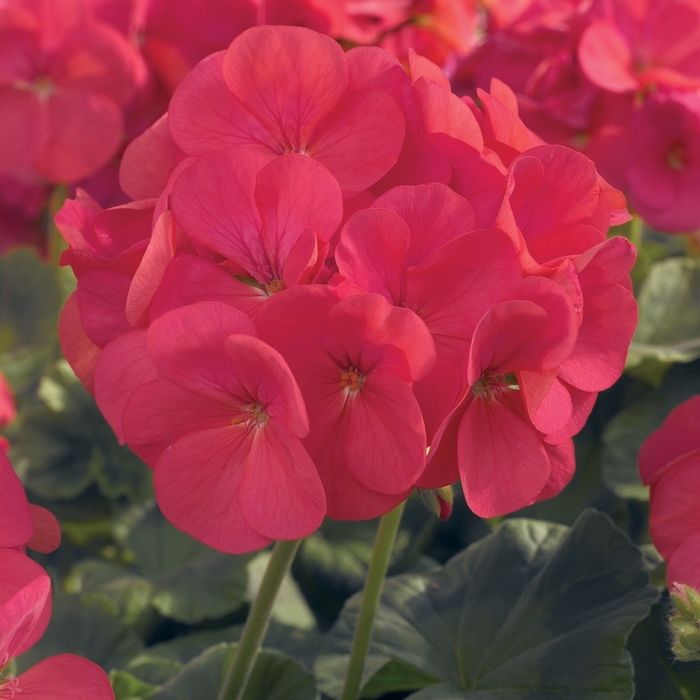 Geranium 'Moonlight Coral' - Pelargonium x hortorum (Zonal Geranium) from The Flower Spot Geranium 'Moonlight Coral' - Pelargonium x hortorum (Zonal Geranium) from The Flower Spot