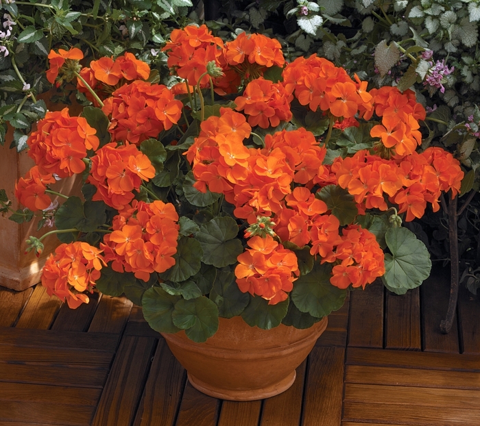 Geranium 'Maverick Orange' - Seed Geranium from The Flower Spot Geranium 'Maverick Orange' - Seed Geranium from The Flower Spot