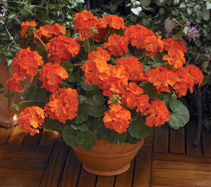 Seed Geranium - 'Maverick Orange' from The Flower Spot