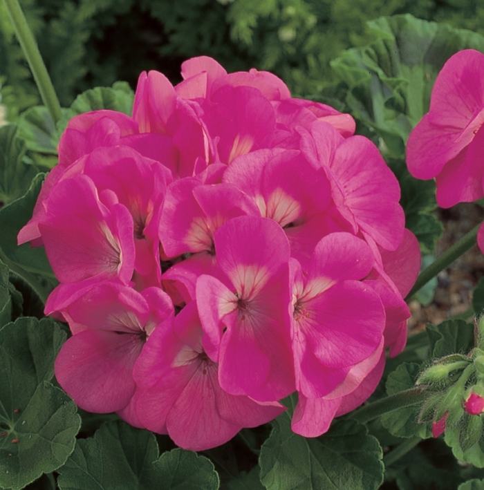 Geranium 'Maverick Pink' - Seed Geranium from The Flower Spot Geranium 'Maverick Pink' - Seed Geranium from The Flower Spot