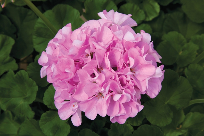 Seed Geranium - 'Maverick Quicksilver' from The Flower Spot