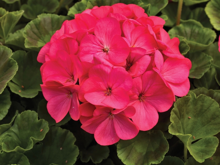 Geranium 'Maverick Rose' - Seed Geranium from The Flower Spot Geranium 'Maverick Rose' - Seed Geranium from The Flower Spot