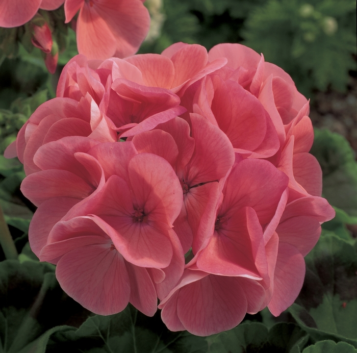 Seed Geranium - 'Maverick Salmon' from The Flower Spot