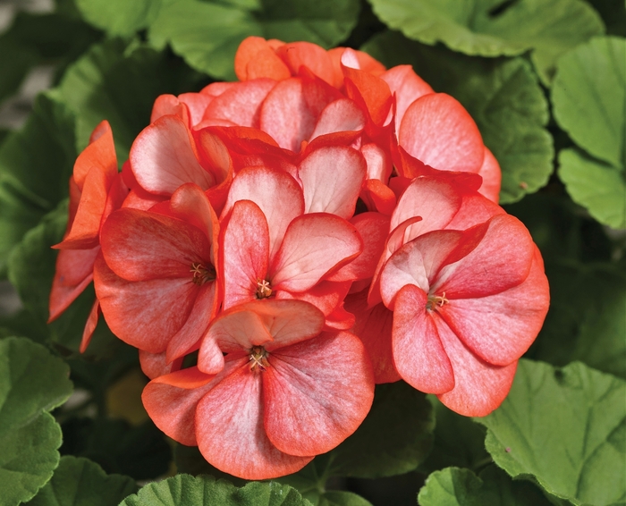 Geranium 'Maverick Scarlet Picotee' - Seed Geranium from The Flower Spot Geranium 'Maverick Scarlet Picotee' - Seed Geranium from The Flower Spot