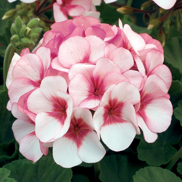Geranium 'Maverick Star' - Seed Geranium from The Flower Spot Geranium 'Maverick Star' - Seed Geranium from The Flower Spot