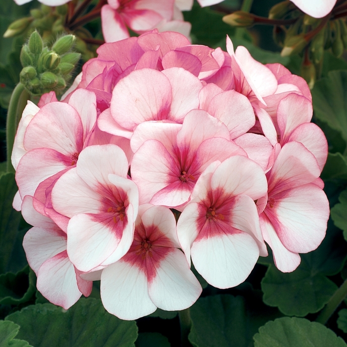 Seed Geranium - 'Maverick Star' from The Flower Spot