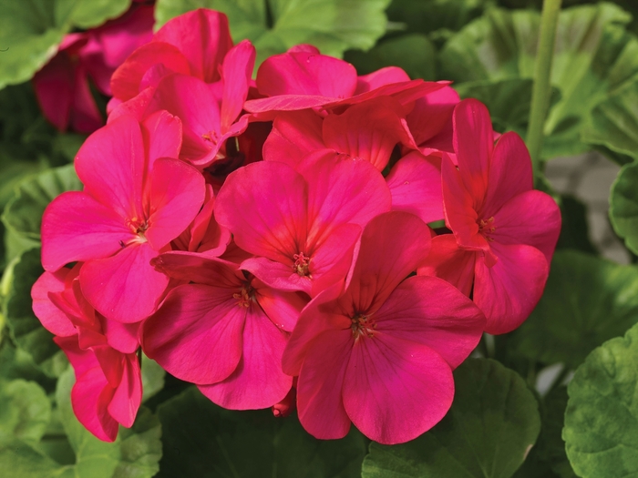 Geranium 'Maverick Violet' - Seed Geranium from The Flower Spot Geranium 'Maverick Violet' - Seed Geranium from The Flower Spot