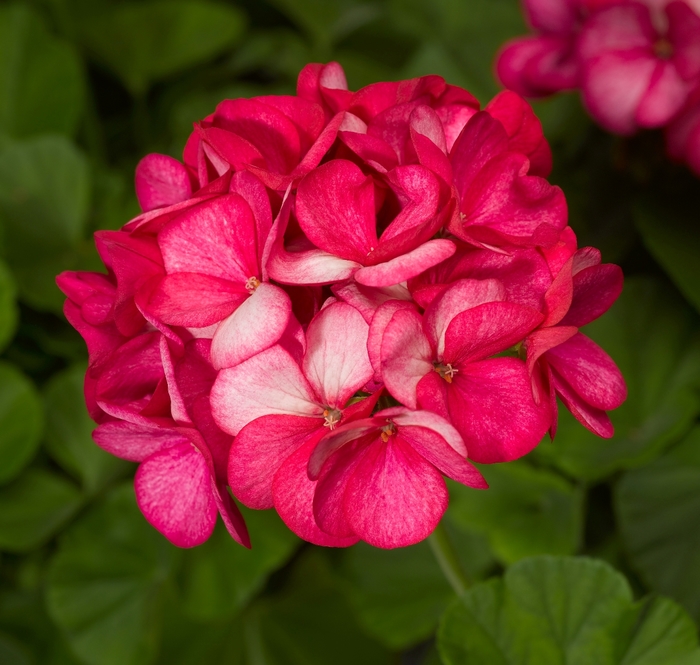 Seed Geranium - 'Maverick Violet Picotee' from The Flower Spot