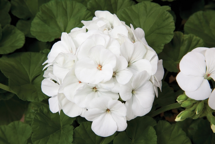 Seed Geranium - 'Maverick White' from The Flower Spot