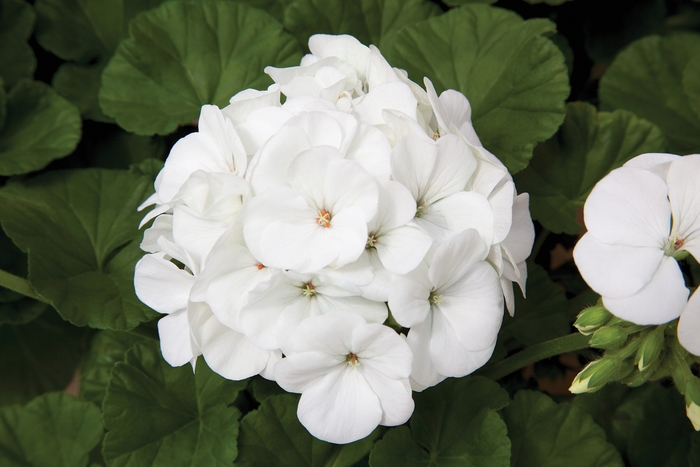 Geranium 'Maverick White' - Seed Geranium from The Flower Spot Geranium 'Maverick White' - Seed Geranium from The Flower Spot