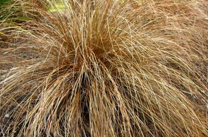 Morrow's Sedge - Carex morrowii 'Ice Dance' from The Flower Spot