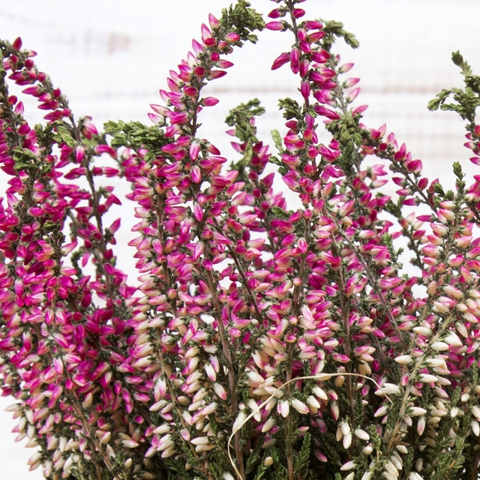 Summer Flowering Heather - Calluna Vulgaris from The Flower Spot