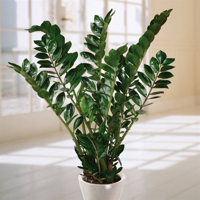 ZZ Plant - Zamioculcas zamiifolia from The Flower Spot ZZ Plant - Zamioculcas zamiifolia from The Flower Spot