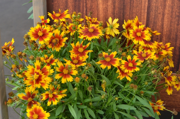 Tickseed 'UpTick Gold Bronze' - Coreopsis hybrida from The Flower Spot