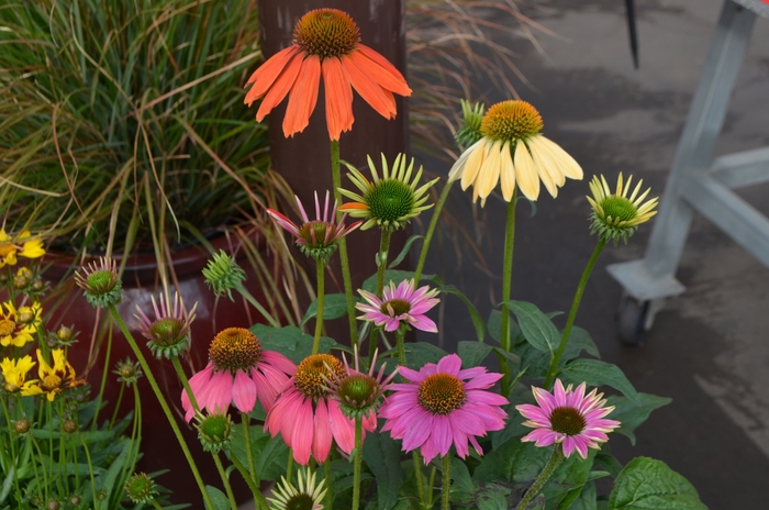 Coneflower 'Multiple Varieties' - Echinacea from The Flower Spot Coneflower 'Multiple Varieties' - Echinacea from The Flower Spot