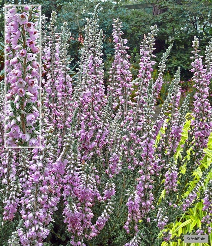 Calluna 'Silver Knight' - Calluna vulgaris 'Silver Knight' from The Flower Spot Calluna 'Silver Knight' - Calluna vulgaris 'Silver Knight' from The Flower Spot
