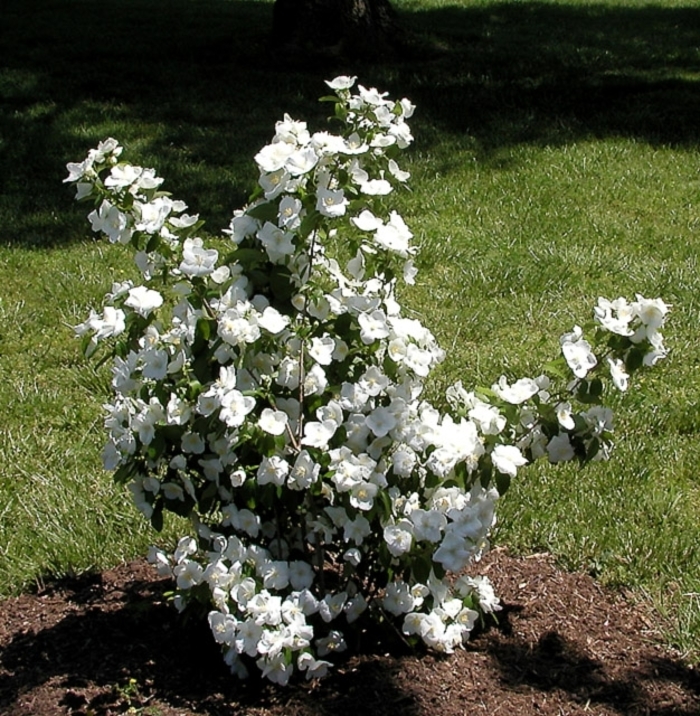 Mock Orange 'Snow Dwarf' - Philadelphus 'Snow Dwarf from The Flower Spot