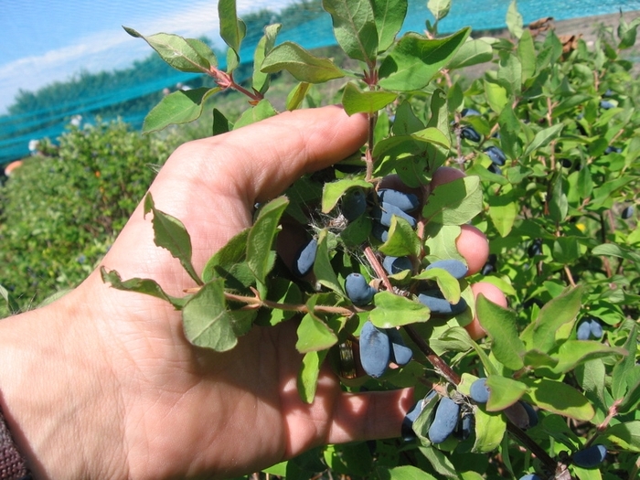 Haskap 'Berry Blue' - Lonicera caerulea from The Flower Spot Haskap 'Berry Blue' - Lonicera caerulea from The Flower Spot