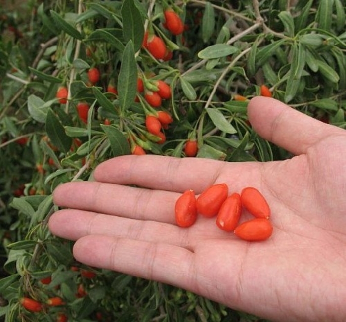Goji Berry 'Big Life Berry' - Lycium 'Big Life Berry' from The Flower Spot Goji Berry 'Big Life Berry' - Lycium 'Big Life Berry' from The Flower Spot
