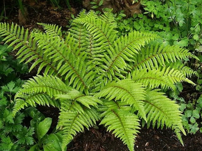 Fern 'Tassel' - Polystichum polyblepharum from The Flower Spot Fern 'Tassel' - Polystichum polyblepharum from The Flower Spot