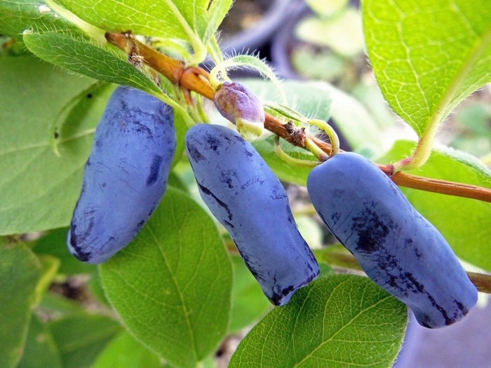 Haskap 'Aurora and Borealis' Combo - Lonicera caerulea from The Flower Spot