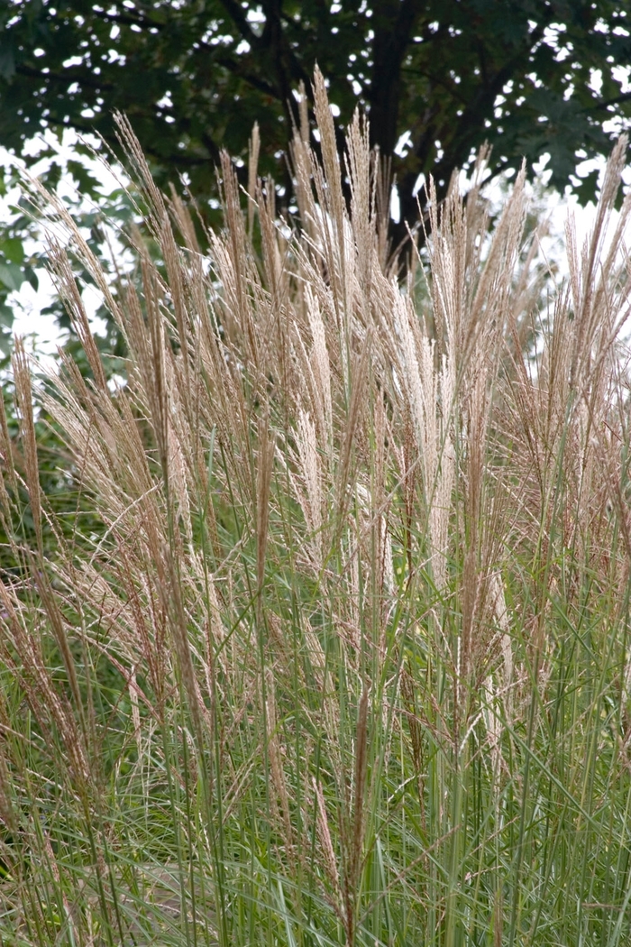 Miscanthus 'Dwarf Maiden Grass' - Miscanthus from The Flower Spot