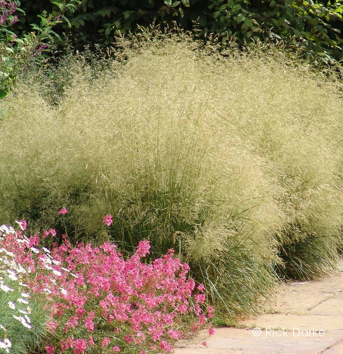 Gold Dew Hair Grass - Deschampsia from The Flower Spot