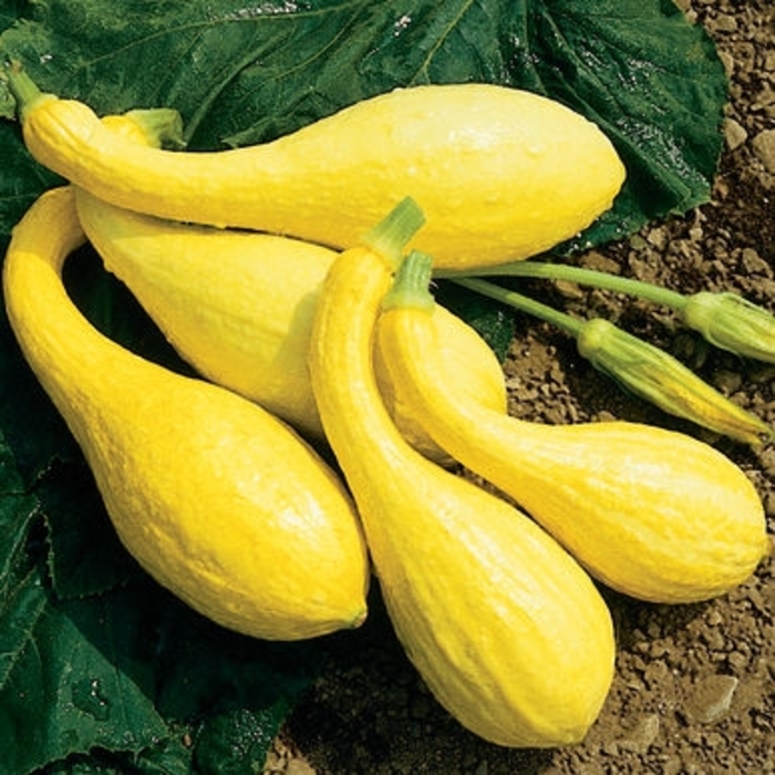 Summer Squash - Crookneck Squash from The Flower Spot