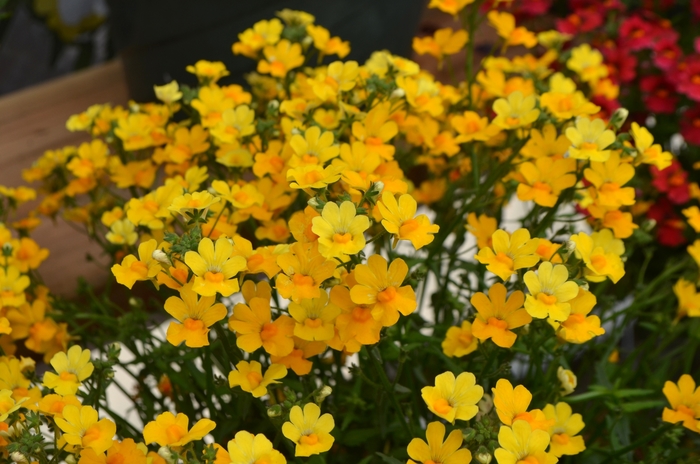 Nemesia 'Delight' - Nemesia fruticans from The Flower Spot