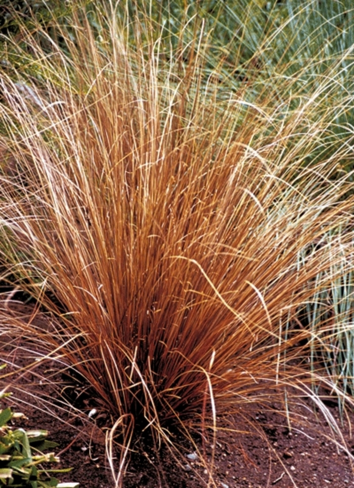 Leatherleaf Sedge - Carex 'Buchananii' from The Flower Spot