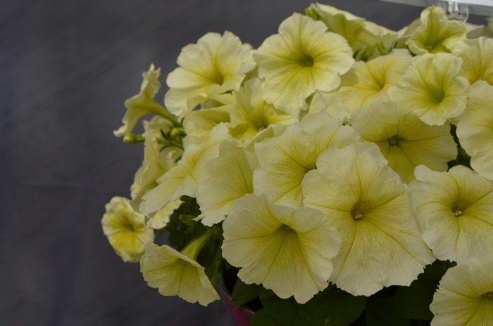 Petunia 'Surfinia Yellow' - Petunia hybrid from The Flower Spot