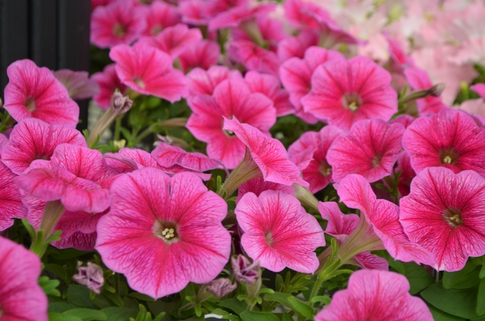 Petunia 'Surfinia Rose Vein' - Petunia hybrid from The Flower Spot Petunia 'Surfinia Rose Vein' - Petunia hybrid from The Flower Spot
