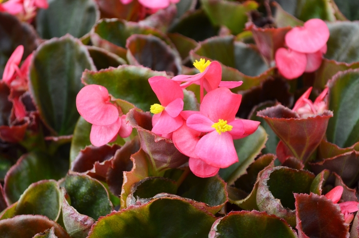 Cocktail® Wax Begonia - Begonia semperflorens 'Tequila' from The Flower Spot