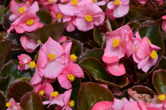 Cocktail® Wax Begonia - Begonia semperflorens 'Gin' from The Flower Spot